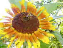 abeille
